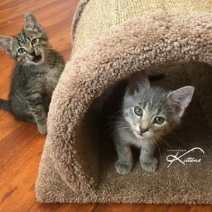 Meet your Posher, Drake